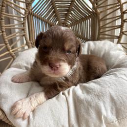 Zorro - Red tri-color male Australian Shepherd puppy in Grants Pass, Oregon from Carmel Mountain Aussies