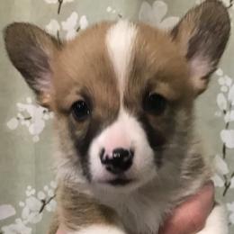 Boy 1 - Fawn male Pembroke Welsh Corgi puppy in Indian Valley, Idaho from Indian Valley Corgies