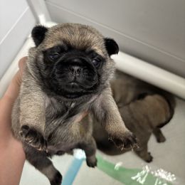 Violet Collar Girl - Fawn female Pug puppy in Niota, Tennessee from Chantilly Lace Pugs
