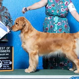 Golden Retrievers from Meirzah Golden Retrievers