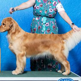Golden Retrievers from Meirzah Golden Retrievers