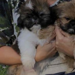 Miniature Schnauzers and Shih Tzus from Farmview Puppies