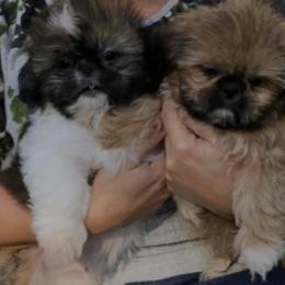 Miniature Schnauzers and Shih Tzus from Farmview Puppies