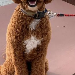 Bernedoodles from Bantry Bay Bernedoodles