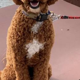 Bernedoodles from Bantry Bay Bernedoodles