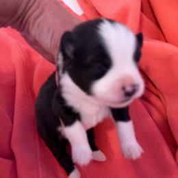 Hope - Black tri female Miniature Australian Shepherd puppy in Taylor, Arizona from Holy Ghost Ranch, Inc