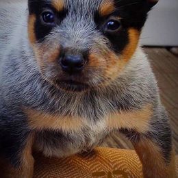 Australian Cattle Dog Puppies from Painted Canvas Farm
