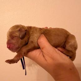 Violet - Red  female Goldendoodle puppy in Covington, Louisiana from MyKy Puppies