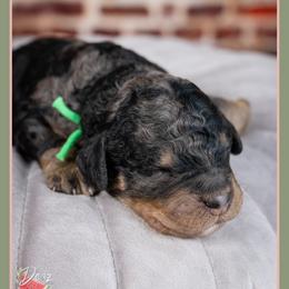 Piper - Blue merle male Bernedoodle puppy in Connersville, Indiana from Deaz Doodle Ranch