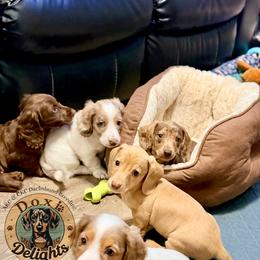 Dachshund Puppies from Doxi Delights AKC Miniature Dachshunds