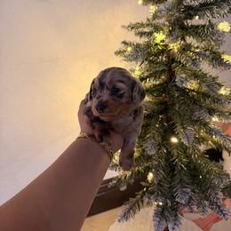 Inosuke - Gray (blue) and tan male Dachshund puppy in Plantation, Florida from Lovelaced Pups