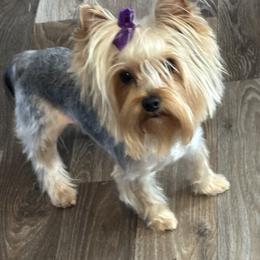 Archie - Yorkshire Terrier