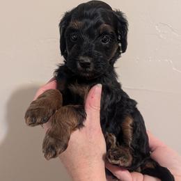 Brown Boy - Phantom, straight-coated - Black male Whoodle puppy in Kalispell, Montana from Countryman Whoodles