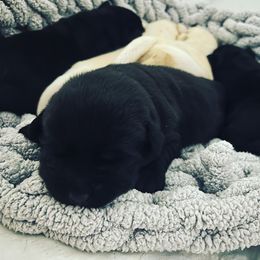 Labrador Retriever Puppies from Edgewood Farm Kennel