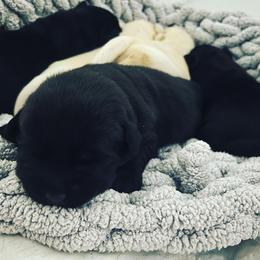 Labrador Retriever Puppies from Edgewood Farm Kennel
