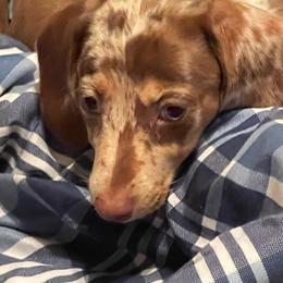 Annie - Dachshund