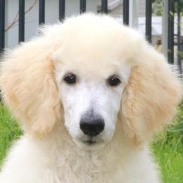 Sunny AKC Champion Bloodlines DNA Tested Parents Clearing To White - White male Poodle puppy in Haines City, Florida from Divine Poodle Paradise Standard Poodles & Divine Dachshunds