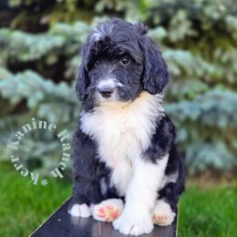 Purple collar - Black and white female Bernedoodle puppy in Ashton, Idaho from Kerr Kanine Ranch
