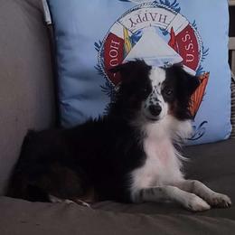 Sassy - Toy Australian Shepherd
