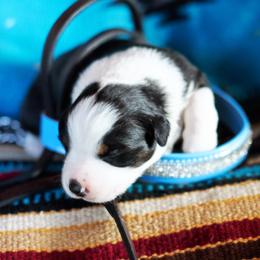 Lazarus - Black tri-color male Australian Shepherd puppy in Paola, Kansas from Tiz Ranch