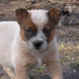 Australian Cattle Dogs from Bullock ACDs