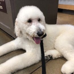 Ivy - Goldendoodle