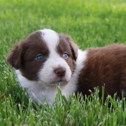 Aussiedoodles and Australian Shepherds from Springhill Hog and Cattle Co.