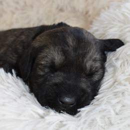 Skelly (Skeleton- Lime Green) - Pepper and salt male Giant Schnauzer puppy in Harrisville, Utah from Diamond in the Ruff