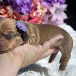 Pearl - Red female Dachshund puppy in Lakeland, Florida from Elite Doxies Florida
