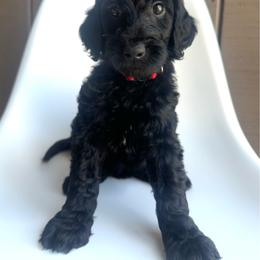 Dryad - Black female Goldendoodle puppy in Mount Pleasant, Tennessee from Doodle My Heart
