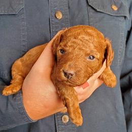 Rocket Deep Dark Red Mini Poodle - Red  male Poodle puppy in Falcon, Missouri from Cedar House Heritage Poodles | AKC Toy & Miniature Poodle Puppies Raised in Home