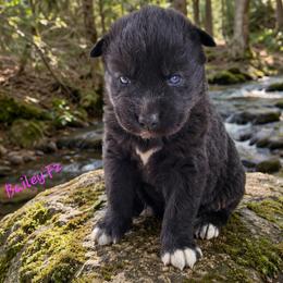 Bailey Female 2 - Black female Siberian Husky puppy in Hiawassee, Georgia from Chastains Huskies