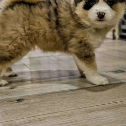 Cider - Merle Pomsky puppy in Wheeling, Illinois from Bear Cave Pomskies