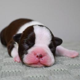 Mochi - Seal and white male Boston Terrier puppy in Plymouth, New Hampshire from Punk Kennels