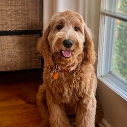 Presley - Goldendoodle