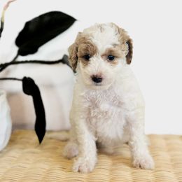 Fern - Parti female Goldendoodle puppy in Livermore, Colorado from Heritage Hills Family Doodles