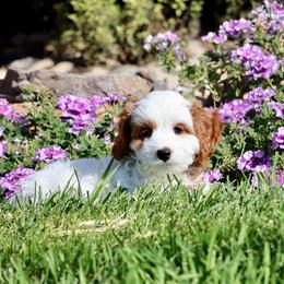 Goldie - Blenheim female Cavapoo puppy in Malad City, Idaho from FreckledCowgirlPuppies