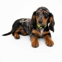 Dexter - Dapple male Dachshund puppy in Illinois from William Rotsaert