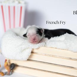 French Fry - Black tri male Miniature Australian Shepherd puppy in Wooster, Ohio from Kari's Mini Aussies