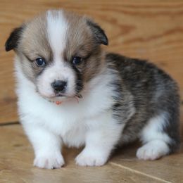 Rusty - Red male Pembroke Welsh Corgi puppy in Fair Grove, Missouri from Cross D Ranch Corgis