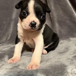 Boston Terrier Puppies from Kelly Homeyer