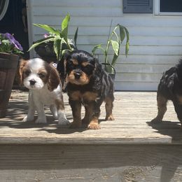 Cavalier King Charles Spaniels from Happy Hillside Pups