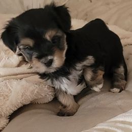 Morkies from Jenkins Morkies