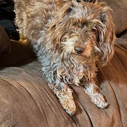Sansa - Dachshund