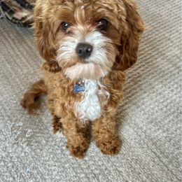 Gus - Cavapoo