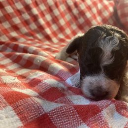 Girl 3 - White Lagotto Romagnolo puppy in Hendersonville, North Carolina from Wild Goods Lagotti