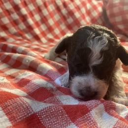 Girl 3 - White Lagotto Romagnolo puppy in Hendersonville, North Carolina from Wild Goods Lagotti