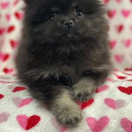Pomeranian Puppies from POMS USA