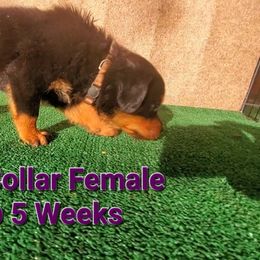 Rottweiler Puppies from Vom Haus Curbeam Rottweiler Kennel, LLC