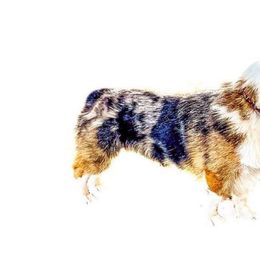 Dutton - American Corgi